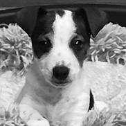 Apache a rejoint le concours — aidez-le/la à gagner de superbes lots ! puppy, dog, black_and_white, fuzzy_blanket, cute, pet, animal, portrait, lying_down, close_up, soft_focus, indoor, young_dog, fur, nostalgic, cozy, looking_at_camera, adorable, small_dog, resting