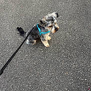 Vasko a rejoint le concours — aidez-le/la à gagner de superbes lots ! dog, pet, leash, harness, asphalt, outdoor, sitting, small_dog, gray_fur, white_fur, cute, waiting, animal, canine, walk, pavement, daylight, side_view, quiet, calm