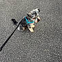 dog, pet, leash, harness, asphalt, outdoor, sitting, small_dog, gray_fur, white_fur, cute, waiting, animal, canine, walk, pavement, daylight, side_view, quiet, calm