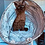 cat, brown_cat, basket, indoor, curious, pet, blue_eyes, fabric, rope_handle, household, container, feline, looking_up, cozy, domestic, sitting, close_up, animal, cute, fur
