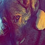 Thor joined the competition — help win amazing prizes! dog, close_up, lying_down, blanket, pet, fur, ears, paw, indoors, cozy, animal, mammal, resting, brown, soft_texture, canine, domestic_animal, portrait, sleepy, companion