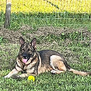 Thor is registered to the contest to win money with this photo: dog, german_shepherd, grass, ball, outdoor, pet, animal, tongue_out, fence, sunlight, greenery, lying_down, canine, playful, nature, yard, summer, happy, garden, domestic_animal