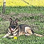dog, german_shepherd, grass, ball, outdoor, pet, animal, tongue_out, fence, sunlight, greenery, lying_down, canine, playful, nature, yard, summer, happy, garden, domestic_animal