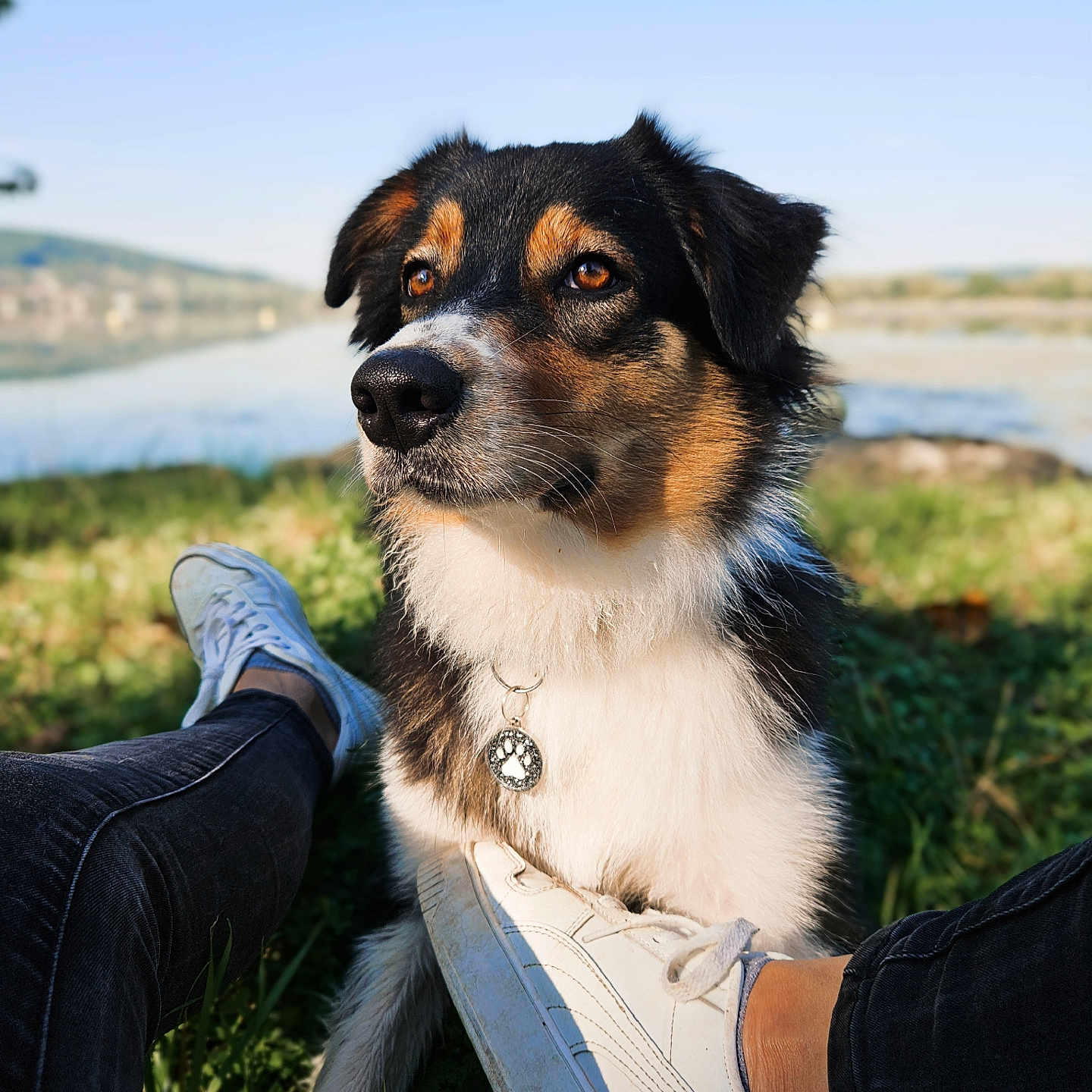 Ula participe au concours pour gagner de l'argent avec cette photo : accessories, adult, animal, canine, clothing, dog, footwear, grass, hound, jeans, male, man, pants, person, pet, plant, puppy, shoe, sneaker, strap