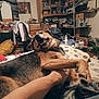 dog, german_shepherd, pet, bed, human_arm, tongue_out, playing, room, clutter, furniture, shelf, boxes, clothes, lamp, pillow, blanket, indoor, casual, expression, tongue