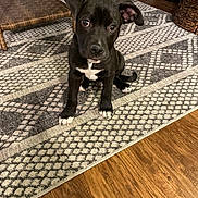 Max is registered to the contest to win money with this photo: puppy, dog, black_dog, white_markings, pet, indoor, floor_rug, patterned_rug, wood_floor, furniture, chair, cute, animal, young_dog, looking_up, floppy_ears, curious, home, domestic, small_dog