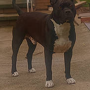 Cheif is registered to the contest to win money with this photo: alert, animal, backyard, black_dog, brick_wall, canine, concrete, daylight, dog, domestic_animal, guard_dog, mammal, outdoor, pet, side_view, stairs, standing, tail_up, white_chest, white_paws