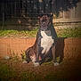 animal, backyard, black_and_white, brick_wall, canine, daytime, dog, fence, grass, guard, mammal, nature, outdoor, pet, portrait, quiet, relaxed, shadow, sitting, sunlight
