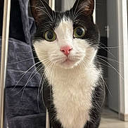 Onyx a rejoint le concours — aidez-le/la à gagner de superbes lots ! cat, black_and_white, whiskers, indoor, curious, pet, feline, close_up, face, eyes, pink_nose, metal_bars, floor, home, domestic_animal, animal, portrait, looking, standing, soft_lighting