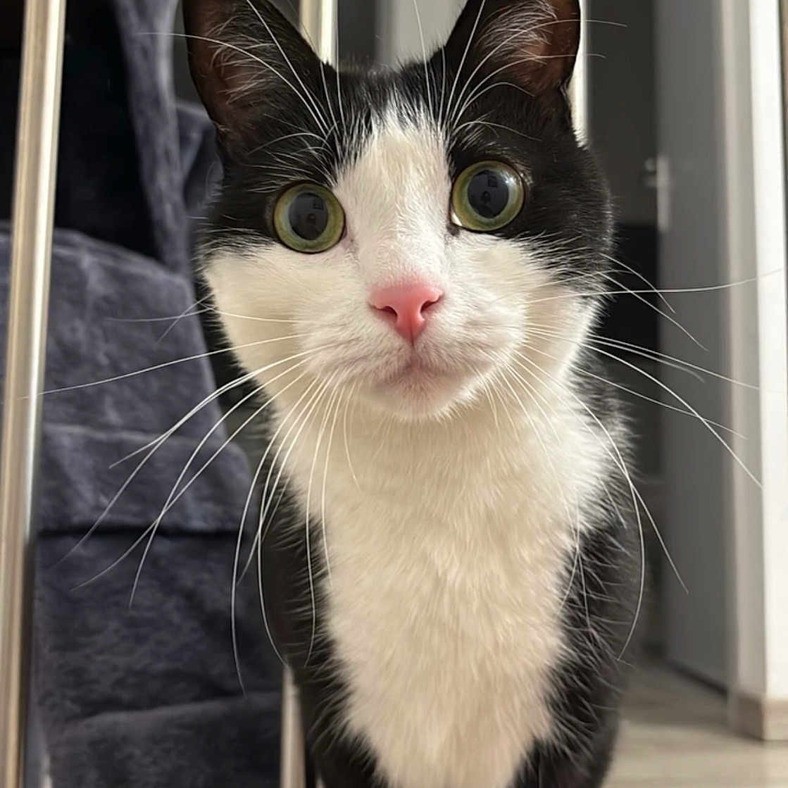 Onyx a rejoint le concours — aidez-le/la à gagner de superbes lots ! animal, black_and_white, cat, close_up, curious, domestic_animal, eyes, face, feline, floor, home, indoor, looking, metal_bars, pet, pink_nose, portrait, soft_lighting, standing, whiskers