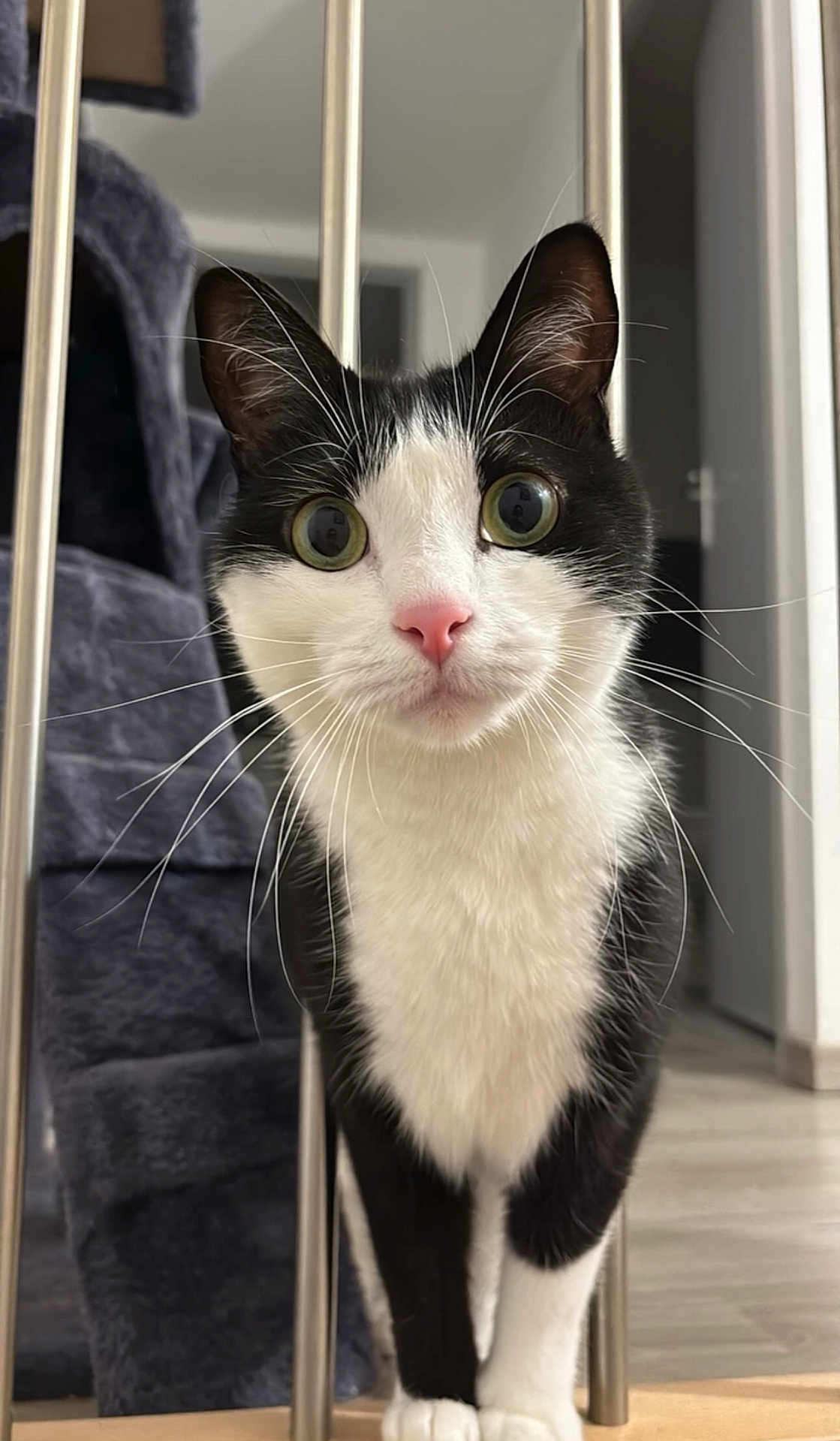 Onyx a rejoint le concours — aidez-le/la à gagner de superbes lots ! cat, black_and_white, whiskers, indoor, curious, pet, feline, close_up, face, eyes, pink_nose, metal_bars, floor, home, domestic_animal, animal, portrait, looking, standing, soft_lighting