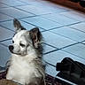 animal, calm, companion, cute, dog, domestic, ears, floor_tiles, fluffy, fur, grey_fur, indoor, looking_away, pet, quiet, rug, sitting, small_dog, snout, white_fur
