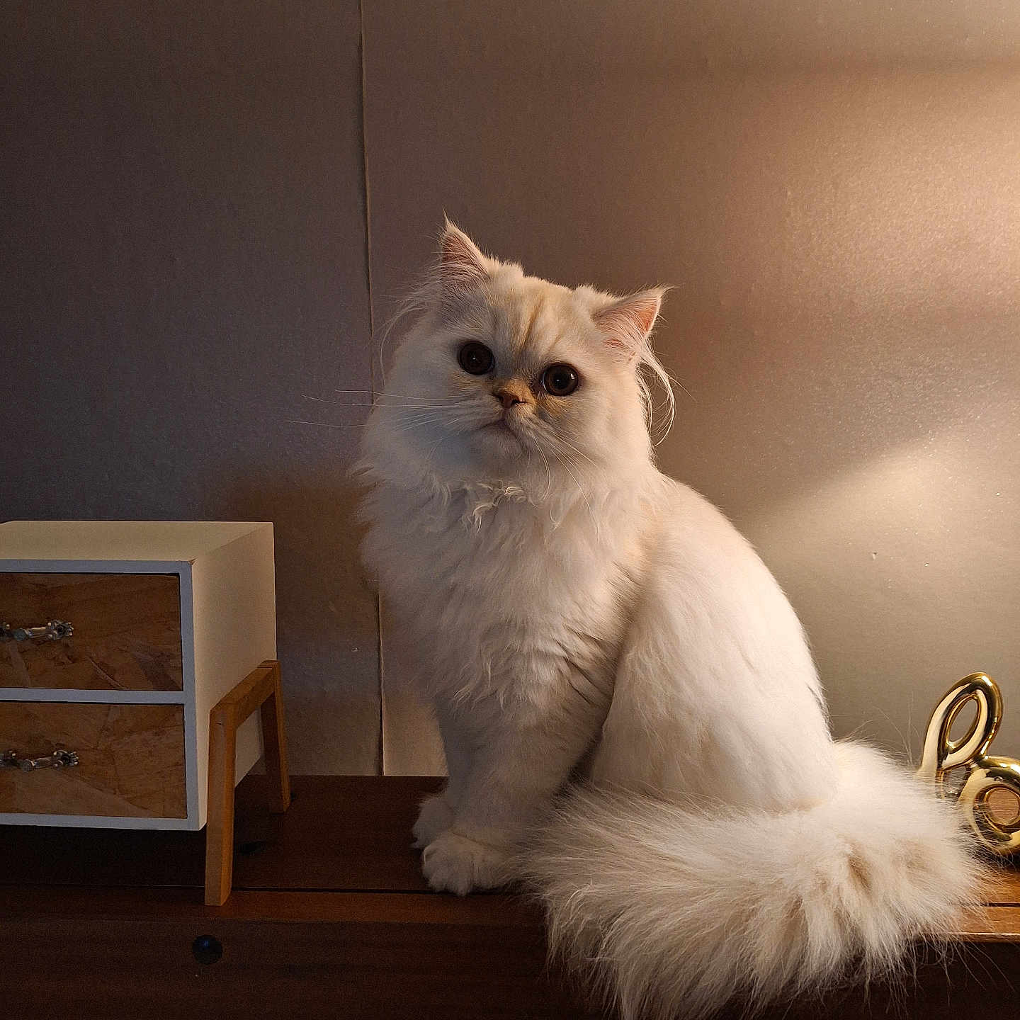 Arès participe au concours pour gagner de l'argent avec cette photo : animal, calm, cat, cozy, curious, decor, domestic_cat, dresser, eyes, face, fluffy, fur, furniture, indoor, pet, sitting, tail, warm_light, white_cat, wood