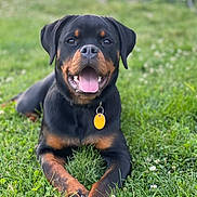 Mina joined the competition — help win amazing prizes! dog, rottweiler, grass, outdoor, pet, animal, collar, tag, tongue, happy, lying_down, nature, greenery, canine, mammal, friendly, summer, sunlight, playful, closeup