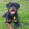 dog, rottweiler, grass, outdoor, pet, animal, collar, tag, tongue, happy, lying_down, nature, greenery, canine, mammal, friendly, summer, sunlight, playful, closeup