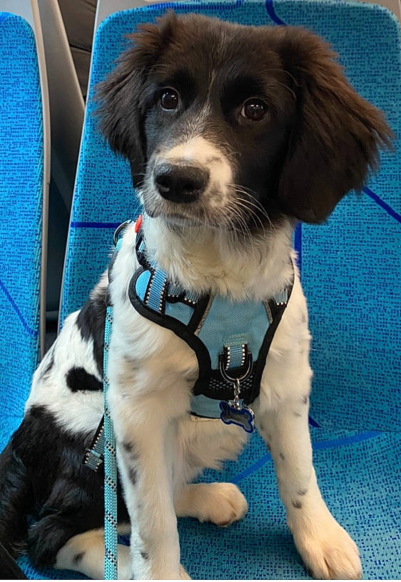 Utopia participe au concours pour gagner de l'argent avec cette photo : blue, canidae, carnivore, collar, companion_dog, dog, dog_breed, dog_collar, dog_supply, electric_blue, eyewear, fashion_accessory, fur, gun_dog, leash, pet_supply, snout, sporting_group, working_animal