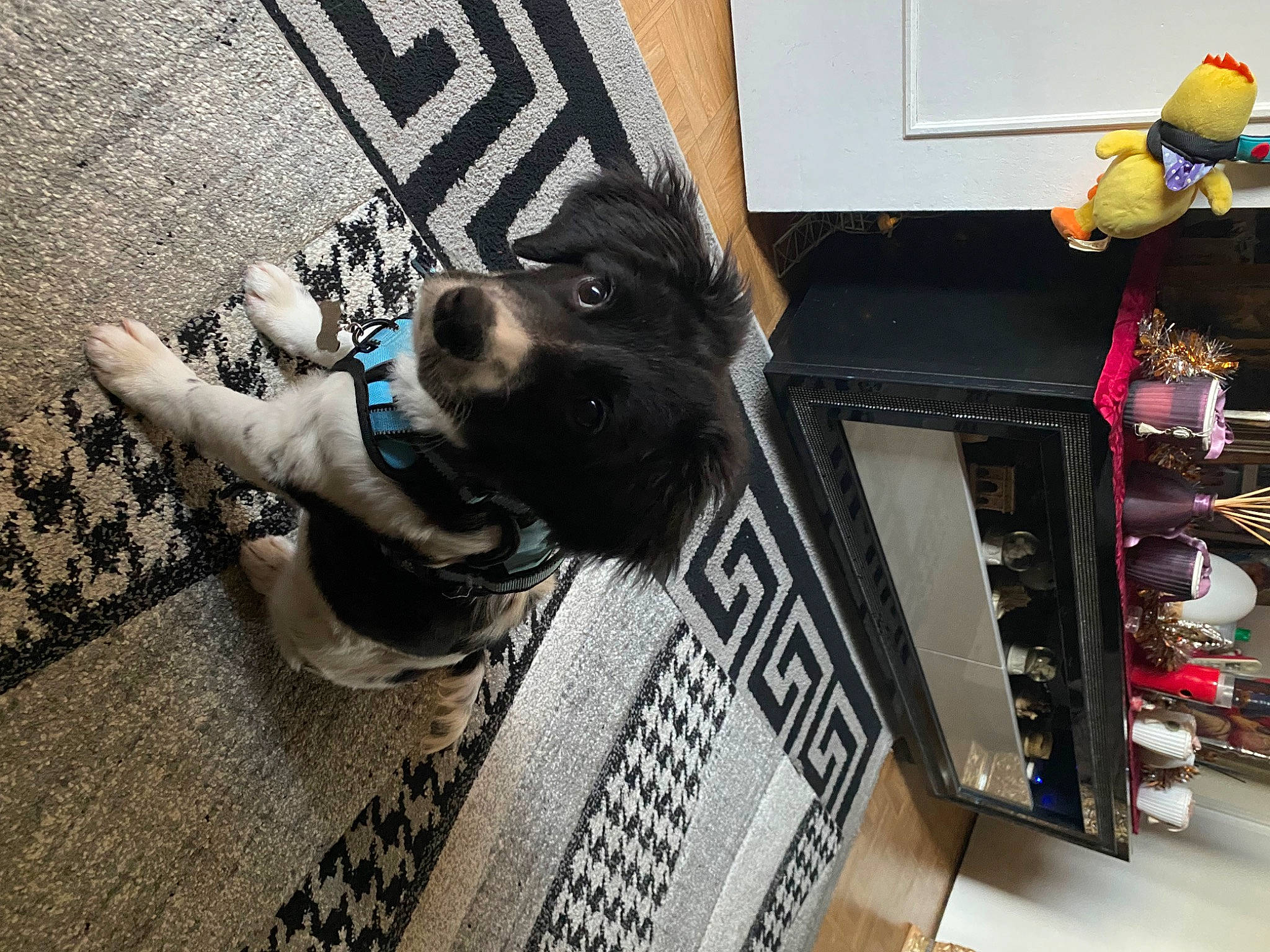 Utopia participe au concours pour gagner de l'argent avec cette photo : carnivore, companion_dog, dog, dog_breed, fawn, floor, flooring, fur, guard_dog, human_leg, leash, picture_frame, road_surface, room, selfie, shelf, shelving, sidewalk, sporting_group, toy_dog