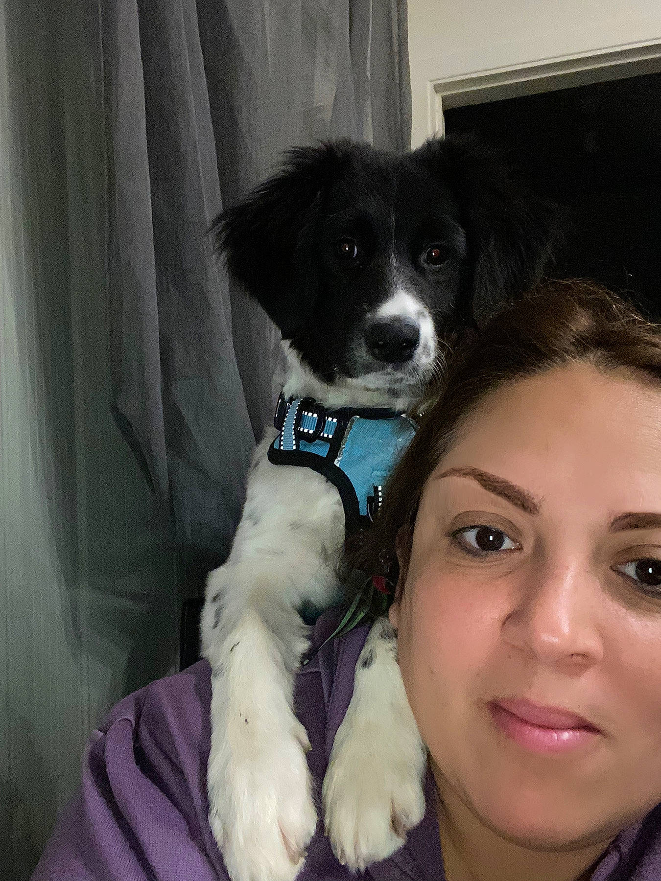 Utopia participe au concours pour gagner de l'argent avec cette photo : border_collie, canidae, carnivore, companion_dog, curtain, dog, dog_breed, dog_collar, dog_supply, eyelash, fur, happy, herding_dog, snout, sporting_group, toy_dog, working_animal, working_dog