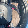 Ammo joined the competition — help win amazing prizes! kitten, cat, gray_cat, collar, steering_wheel, car_interior, dashboard, vehicle, nap, fur, pet, cute, small_animal, pink_collar, control_buttons, speedometer, ignition_button, daylight, indoor, resting