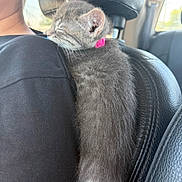 Ammo is registered to the contest to win money with this photo: kitten, cat, sleeping, pet, collar, gray_fur, person, shoulder, black_shirt, car_interior, leather_seat, closeup, cute, nap, domestic_animal, feline, fur, indoor, resting, cozy