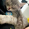 Ammo joined the competition — help win amazing prizes! kitten, sleeping, gray_tabby, cat, pet, close_up, hand, indoor, cozy, cute, feline, fur, resting, animal, domestic, young_cat, tag, comfort, person, holding