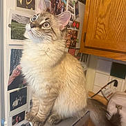 Odo is registered to the contest to win money with this photo: cat, kitten, indoor, kitchen, brita_filter, wooden_cabinet, family_photos, curious, fluffy, tabby, pet, domestic_animal, feline, whiskers, ears, tail, fur, sitting, home, appliance