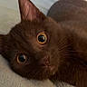 Raini is registered to the contest to win money with this photo: bed, blanket, brown_cat, cat, close_up, cozy, cute, ears, feline, fur, golden_eyes, indoor, lying_down, nose, pet, photography, portrait, relaxed, whiskers, wide_eyes