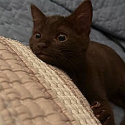 Raini is registered to the contest to win money with this photo: bed, bedding, blanket, brown_fur, cat, claws, close_up, cozy, curious, ears, indoor, kitten, paw, pet, portrait, quilt, sleeping_area, warm_lighting, whiskers, wide_eyes