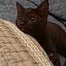 bed, bedding, blanket, brown_fur, cat, claws, close_up, cozy, curious, ears, indoor, kitten, paw, pet, portrait, quilt, sleeping_area, warm_lighting, whiskers, wide_eyes