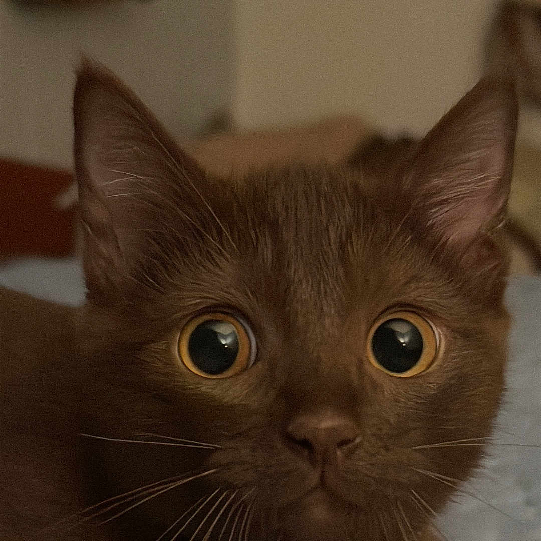 Raini is registered to the contest to win money with this photo: alert, animal, bed, bedroom, brown_cat, cat, close_up, cute, dramatic_lighting, ears, feline, fur, golden_eyes, indoor, pet, portrait, resting, sitting, whiskers, wide_eyes