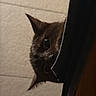 Raini is registered to the contest to win money with this photo: animal, cat, cozy, curious, curtain, dark_fur, dramatic_lighting, ears, eyes, face, feline, hiding, home, indoors, peeking, pet, portrait, upside_down, wall, whiskers