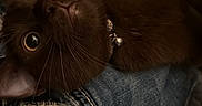Raini joined the competition — help win amazing prizes! bed, bell, brown_fur, cat, chocolate_cat, close_up, collar, cuddly, denim, feline, funny_pose, indoor, jeans, lap, lying_down, pet, portrait, upside_down, whiskers, wide_eyed