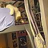 cat, bed, posters, wall, room, crocheted_bag, curious, indoor, furniture, pet, bedding, gray, purple, white, brown, young_cat, decor, relaxed, hanging, looking_down