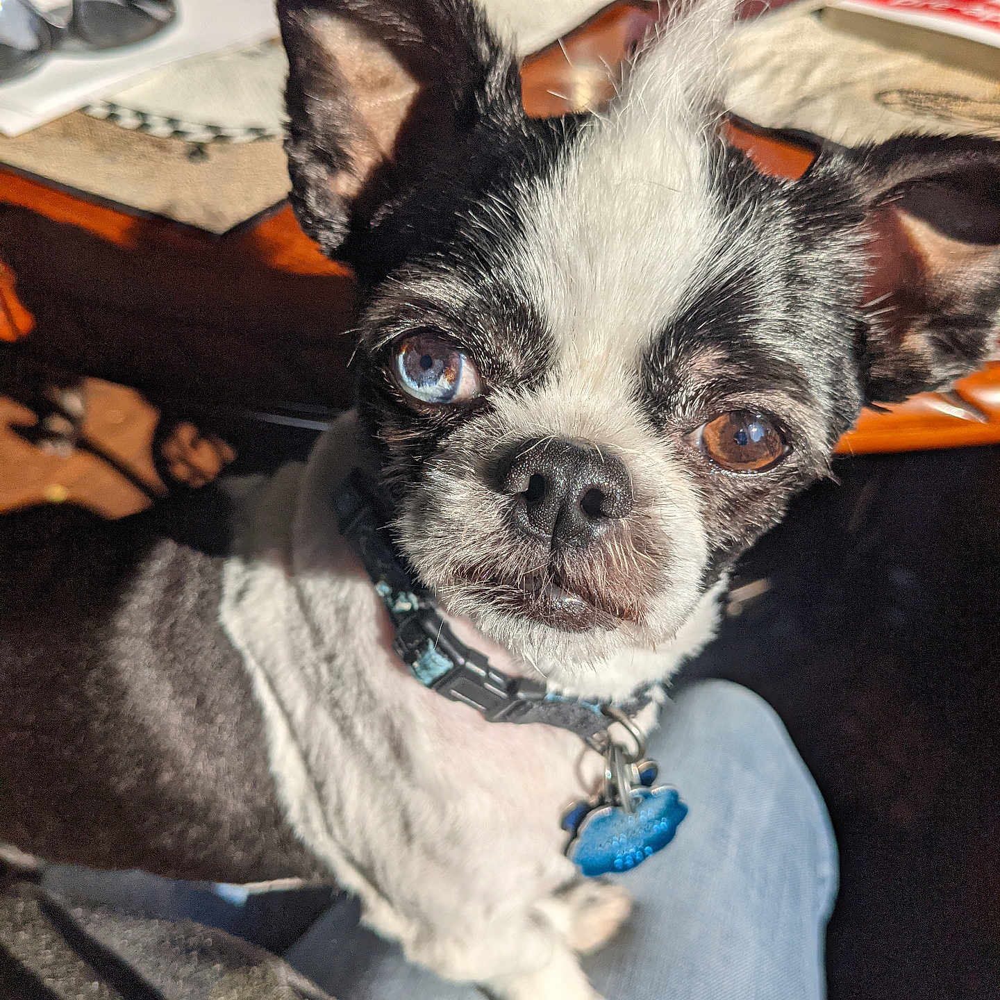 Mogwai is registered to the contest to win money with this photo: animal, background, black_and_white, canine, close_up, collar, curious, dog, ears, face, fur, heterochromia, indoor, lap, pet, portrait, small_dog, sunlight, table, tag