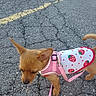 Miss Lola May is registered to the contest to win money with this photo: accessories, animal, bag, canine, chihuahua, city, clothing, dog, handbag, hat, hound, leash, pet, puppy, purse, road, strap, street, tarmac, urban