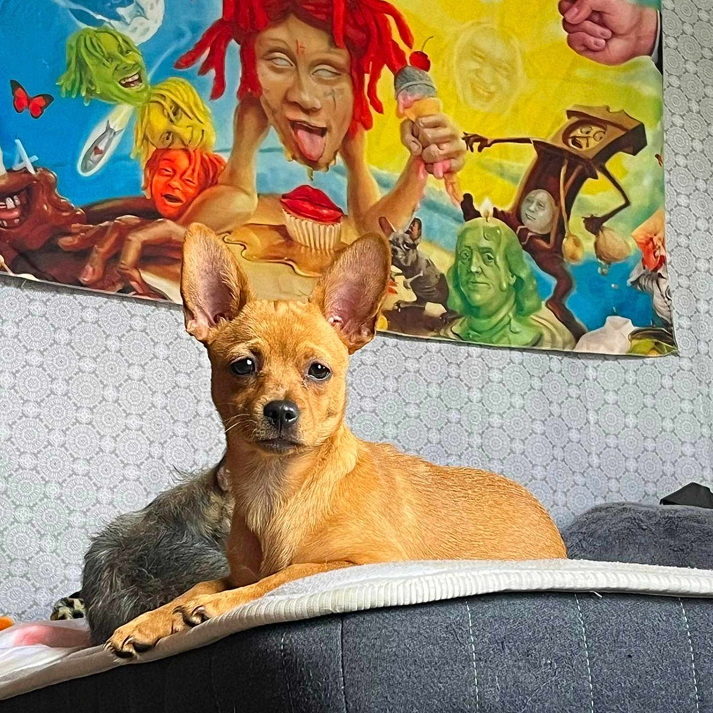 Miss Lola May joined the competition — help win amazing prizes! adult, animal, architecture, art, building, canine, couch, dog, face, female, furniture, head, painting, person, photography, plant, portrait, pottedplant, wall, woman