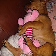 Miss Lola May is registered to the contest to win money with this photo: animal, armchair, beagle, bodypart, bulldog, canine, chair, couch, dog, finger, furniture, hand, hound, labradorretriever, person, pet, puppy, sleeping, teddybear, toy