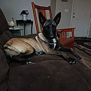 Cali is registered to the contest to win money with this photo: dog, belgian_malinois, couch, brown, living_room, wooden_chair, table, decor, rug, door, floor, pet, canine, indoor, fur, ears, collar, chain, relaxed, animal