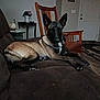dog, belgian_malinois, couch, brown, living_room, wooden_chair, table, decor, rug, door, floor, pet, canine, indoor, fur, ears, collar, chain, relaxed, animal