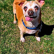 Odie joined the competition — help win amazing prizes! animal, blue_collar, brown_dog, canine, cute, daylight, dog, ears_up, friendly, grass, happy, looking_up, nature, outdoor, pet, playful, small_dog, standing, sunlight, tongue_out