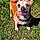 Odie