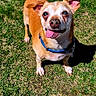 animal, blue_collar, brown_dog, canine, cute, daylight, dog, ears_up, friendly, grass, happy, looking_up, nature, outdoor, pet, playful, small_dog, standing, sunlight, tongue_out