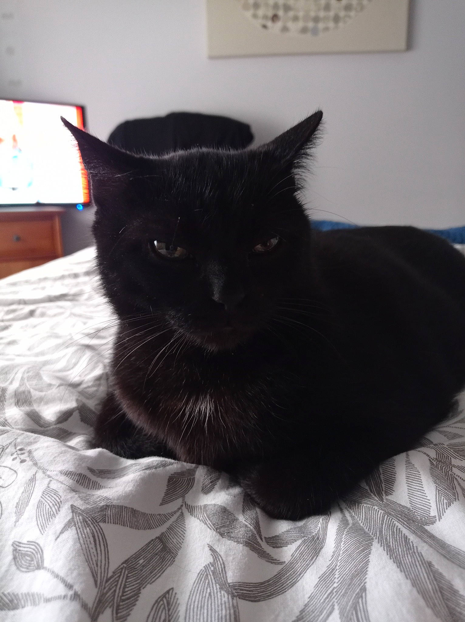 Mario a rejoint le concours — aidez-le/la à gagner de superbes lots ! bed, bedding, black_cat, box, carnivore, cat, cat_supply, claw, comfort, domestic_short_haired_cat, felidae, fur, grey, linens, pattern, room, small_to_medium_sized_cats, snout, tail, whiskers