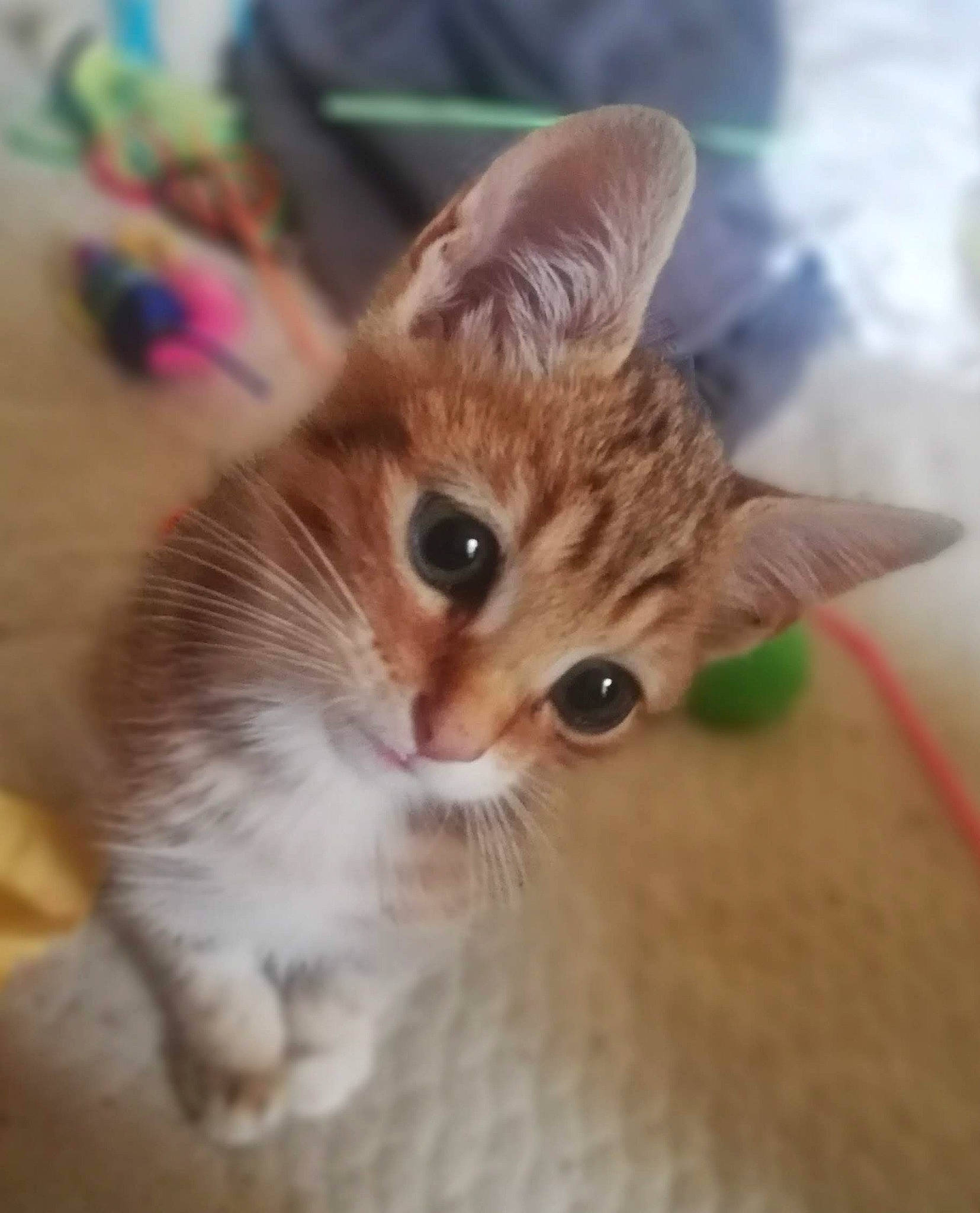 Diamant a rejoint le concours — aidez-le/la à gagner de superbes lots ! carnivore, cat, claw, domestic_short_haired_cat, ear, fawn, felidae, fur, paw, photo_caption, plant, small_to_medium_sized_cats, snout, tail, whiskers, window, wood