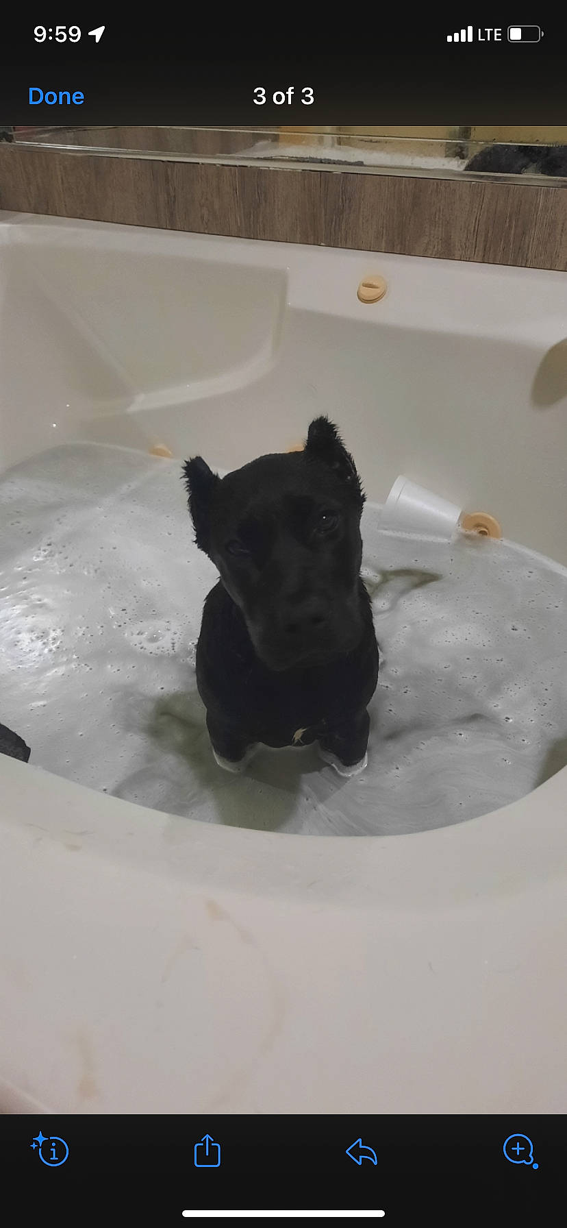 Izzy joined the competition — help win amazing prizes! bathing, bathroom, bathtub, canidae, carnivore, companion_dog, dog, dog_breed, dog_supply, fawn, fluid, liquid, mammal, pet_supply, plumbing_fixture, snout, sporting_group, tail, terrier, working_animal