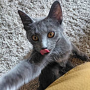 Smoke is registered to the contest to win money with this photo: animal, carpet, cat, closeup, curious, cushion, ears, feline, fur, golden_eyes, gray_cat, home, indoor, lying_down, pet, playful, portrait, relaxed, tongue_out, whiskers