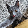 animal, carpet, cat, closeup, curious, cushion, ears, feline, fur, golden_eyes, gray_cat, home, indoor, lying_down, pet, playful, portrait, relaxed, tongue_out, whiskers