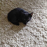 Ashes is registered to the contest to win money with this photo: cat, kitten, black_cat, feline, animal, pet, indoors, carpet, beige_carpet, shaggy_carpet, crouching, sitting, fur, black_fur, ears, eyes, whiskers, cute, domestic_animal, portrait