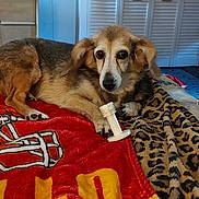 Penello is registered to the contest to win money with this photo: dog, blanket, indoor, toy, furniture, television, dresser, floor, carpet, paw, fur, pet, resting, brown, white, black, animal, cute, domestic, relaxed