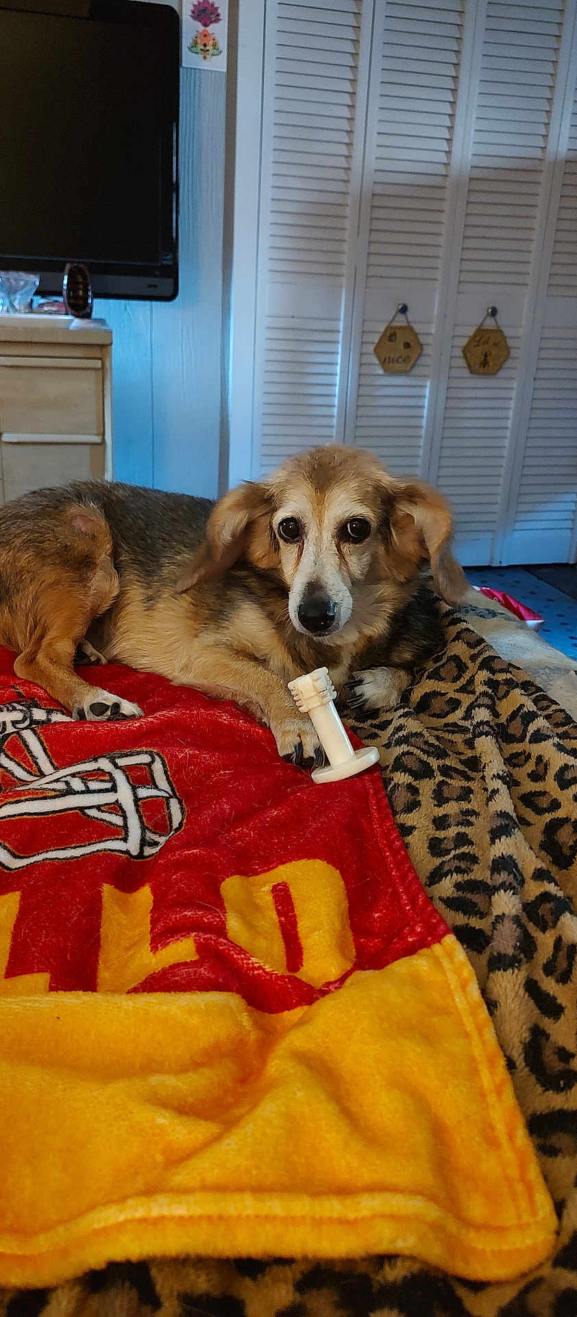 Penello is registered to the contest to win money with this photo: dog, blanket, indoor, toy, furniture, television, dresser, floor, carpet, paw, fur, pet, resting, brown, white, black, animal, cute, domestic, relaxed